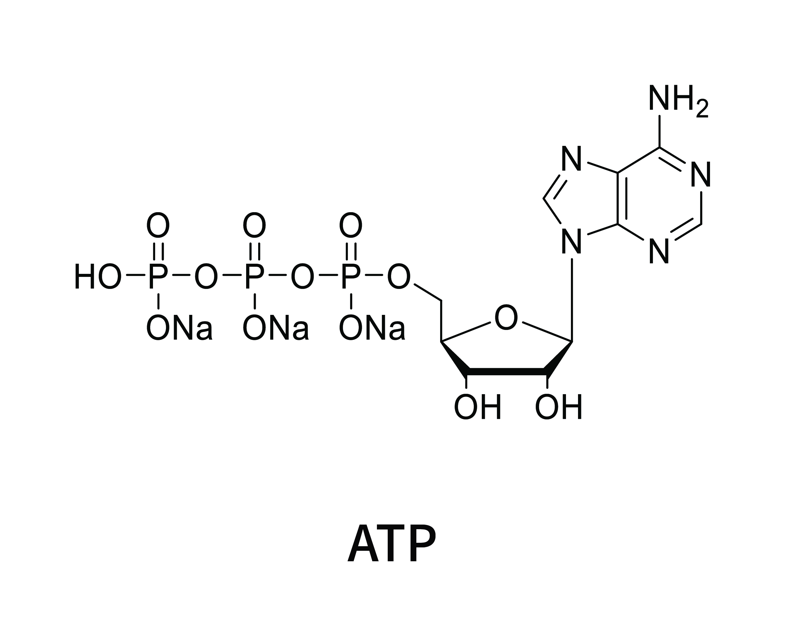 ATP1